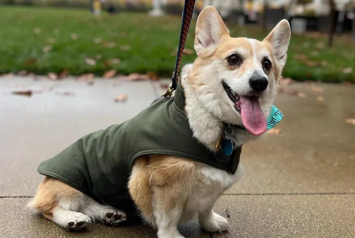 A Dog-Friendly and Family-Friendly Winery in Napa Valley