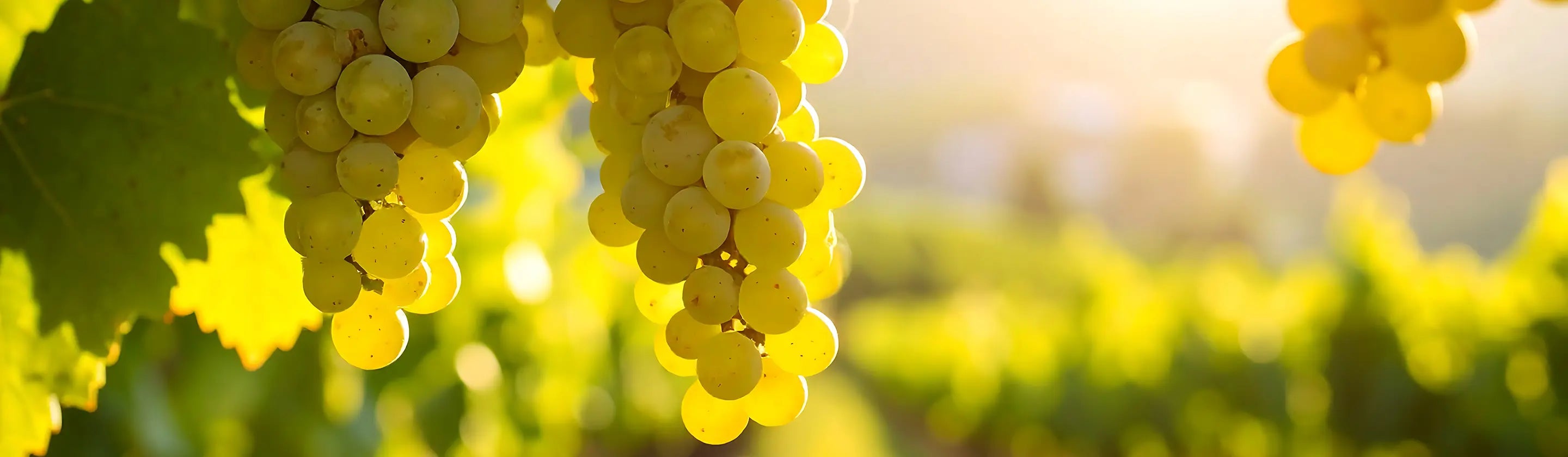 Bunches of chardonnay grapes hanging on a vine with a blurred background